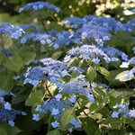 All Hydrangea Varieties