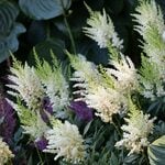  Astilbe x arendsii 'White Gloria'
