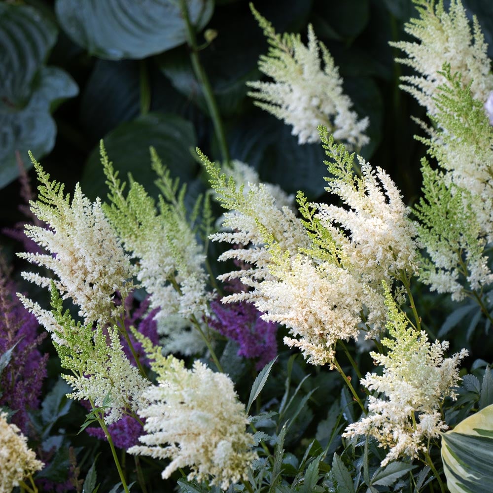 Astilbe x arendsii 'White Gloria'