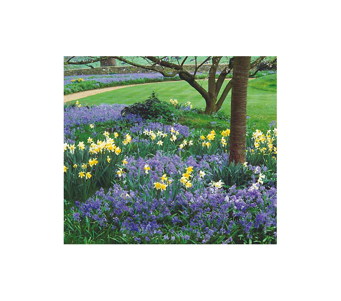 Specialty Bulbs by Common name White Flower Farm