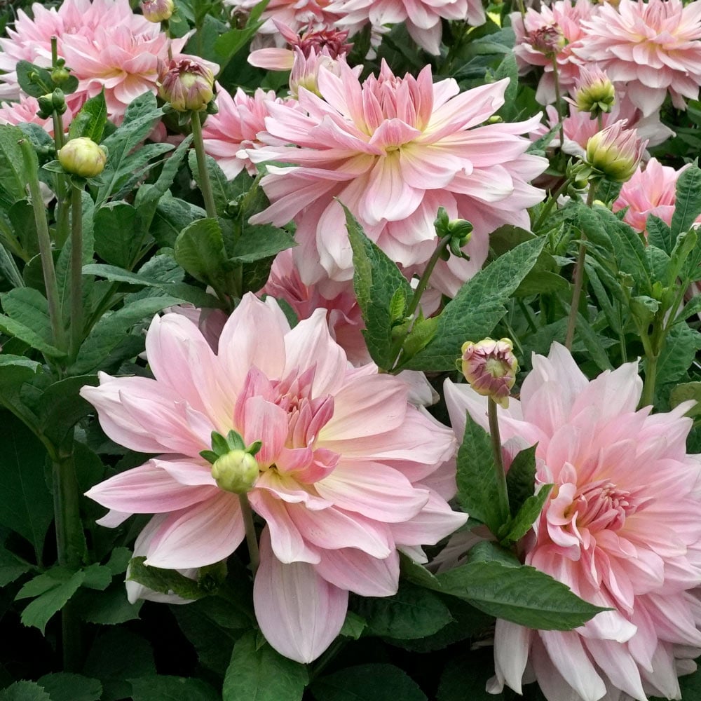 Dahlia 'Fairway Pilot'