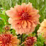  Dahlia 'Mango Madness'