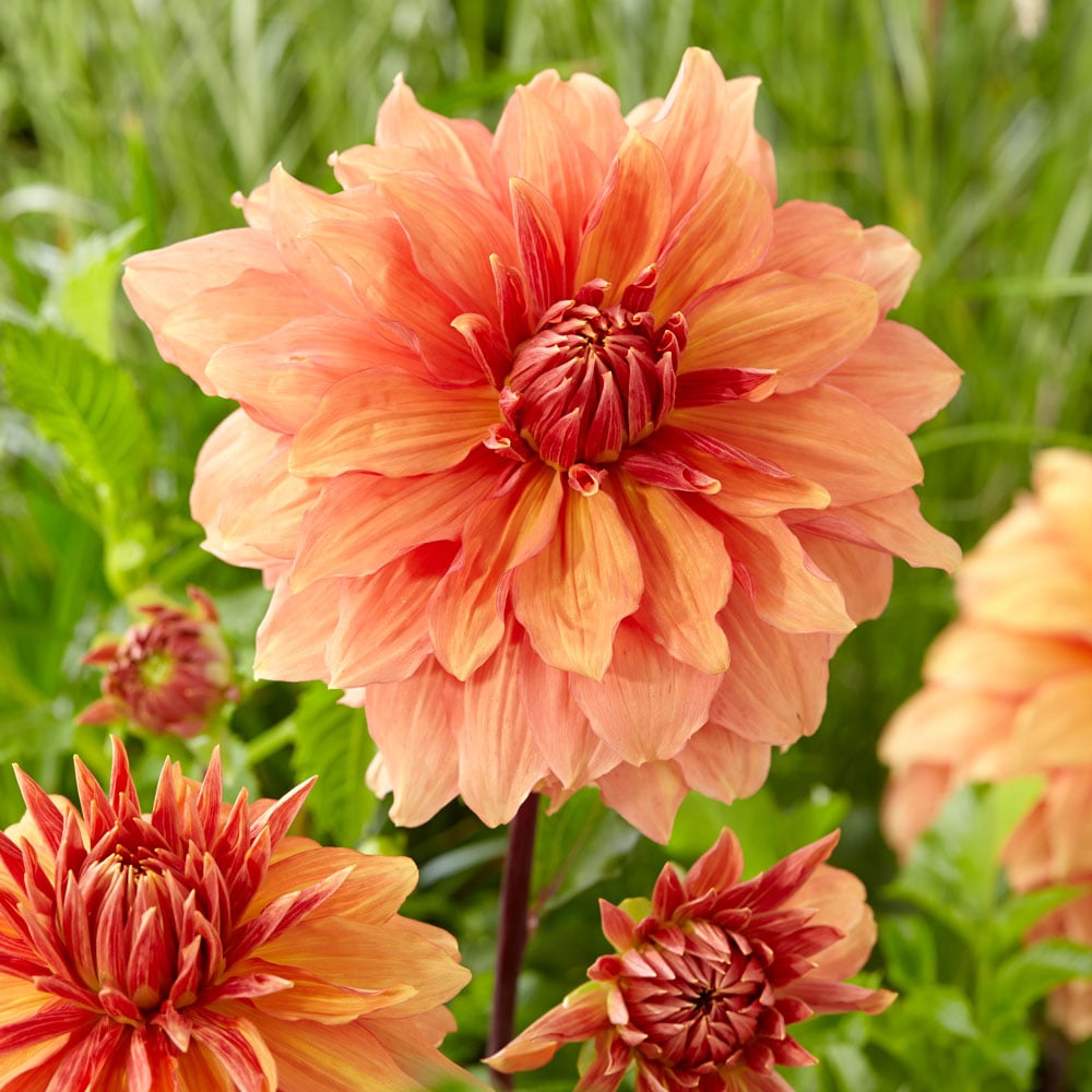 Dahlia 'Mango Madness'