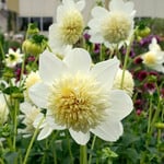 Dahlia 'Platinum Blonde'