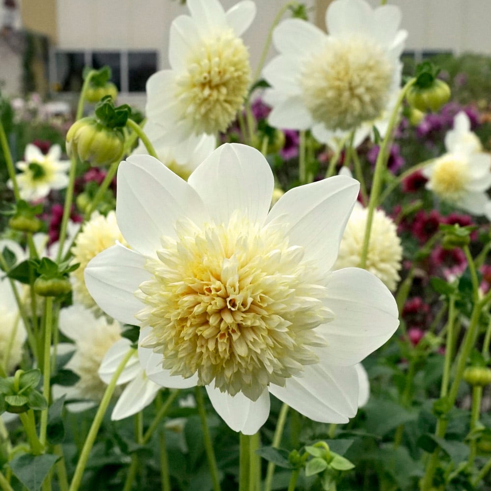 Dahlia 'Platinum Blonde'