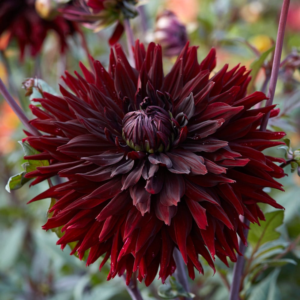 Dahlia 'Black Jack'