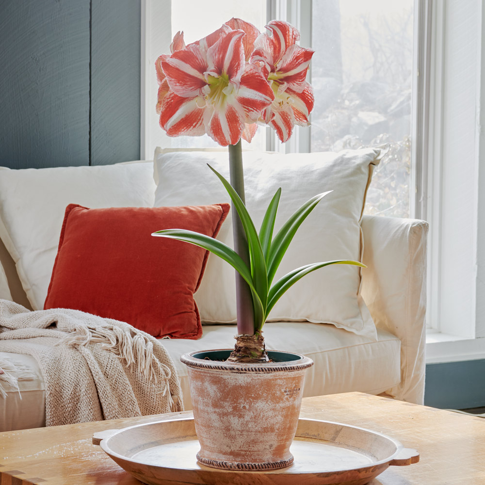 Amaryllis 'Clown,' one bulb in Roulette Pot and Saucer