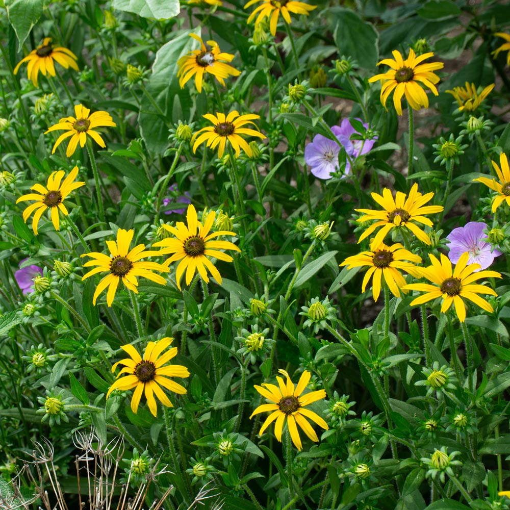 Rudbeckia 'American Gold Rush'