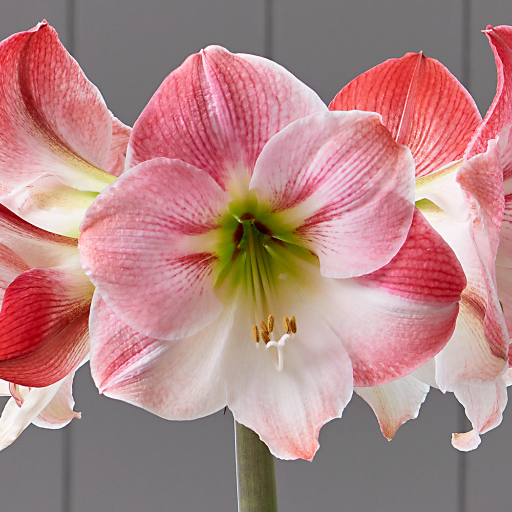 Amaryllis 'Apple Blossom' | White Flower Farm