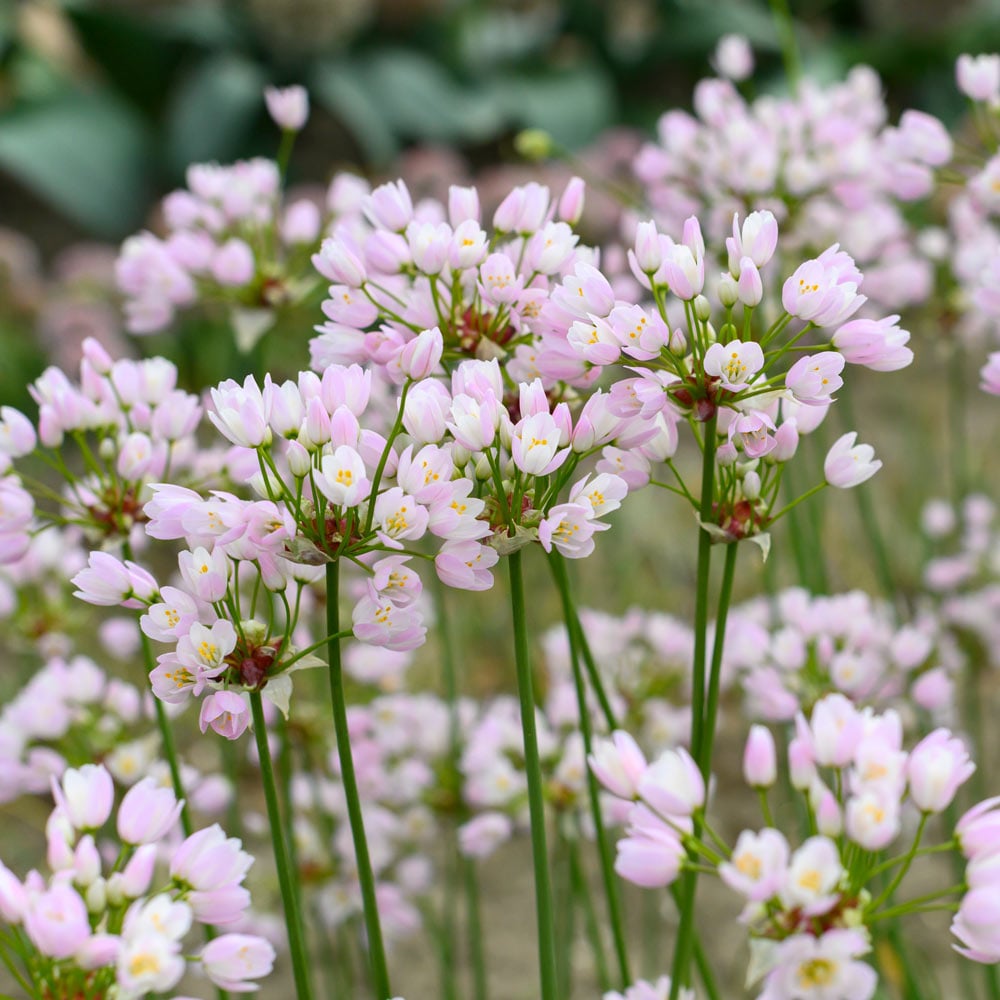 Allium roseum bulbiferum