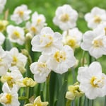 Narcissus 'Cheerfulness'