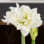  Amaryllis 'Arctic Nymph'