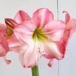  Amaryllis 'Blossom Grandise'