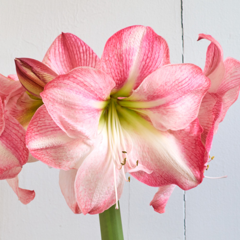 Amaryllis 'Blossom Grandise'