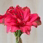  Amaryllis 'Candy Nymph'