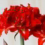  Amaryllis 'Happy Nymph'