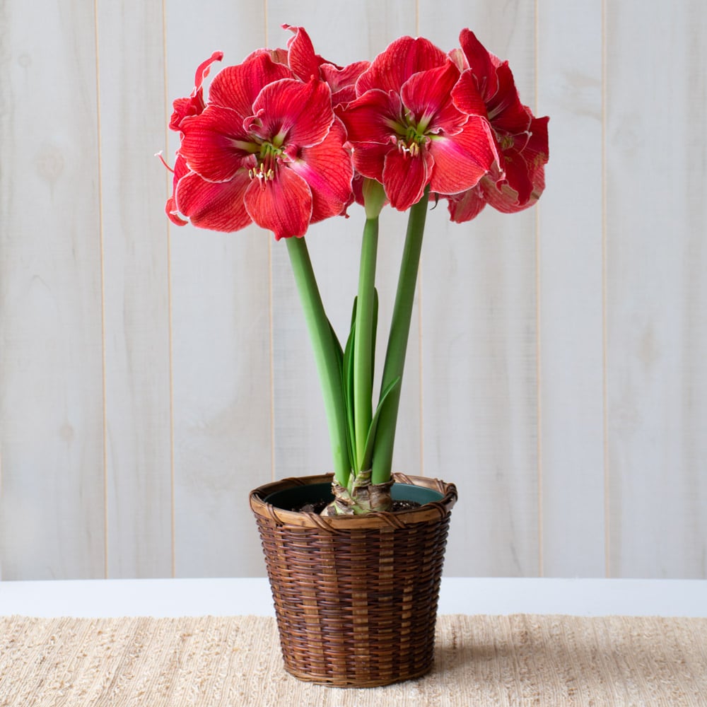 Amaryllis 'Magical Touch,' one bulb in woven basket