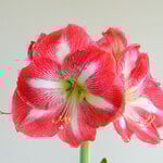  Amaryllis 'Monte Carlo'