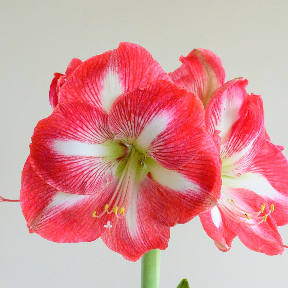 Amaryllis 'Monte Carlo'