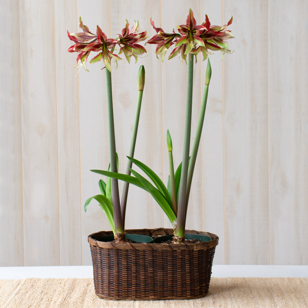 Amaryllis 'Mystica'