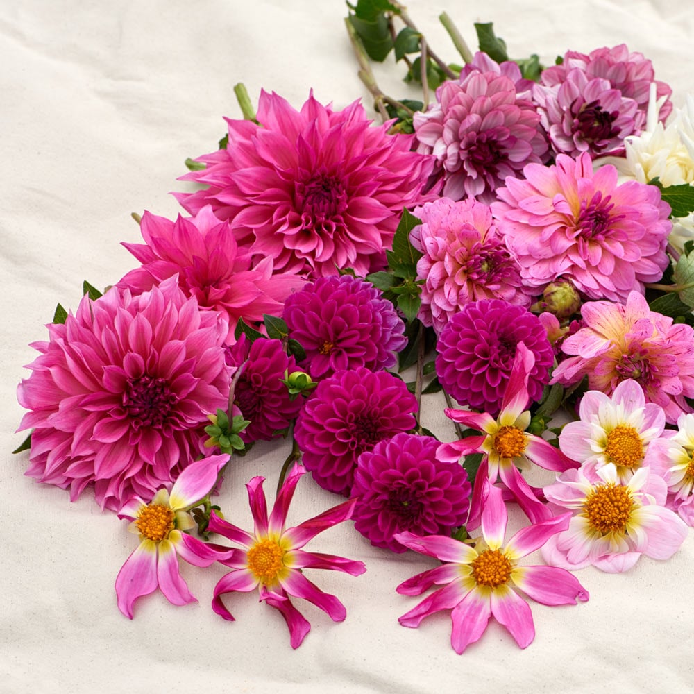 Raspberry Swirl Dahlia Collection