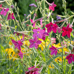 Nicotiana alata 'Crimson Bedder'