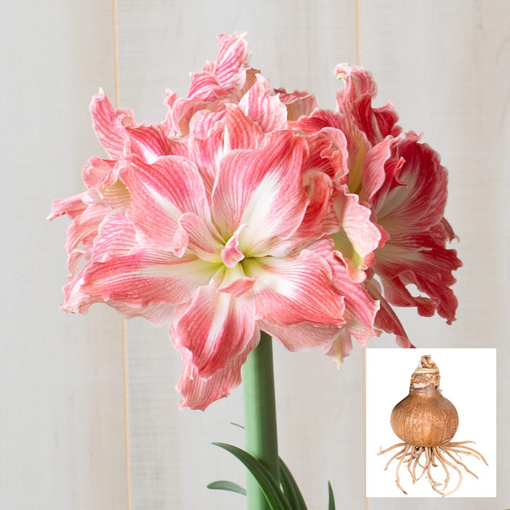 Amaryllis 'Pretty Nymph'