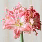  Amaryllis 'Pretty Nymph'