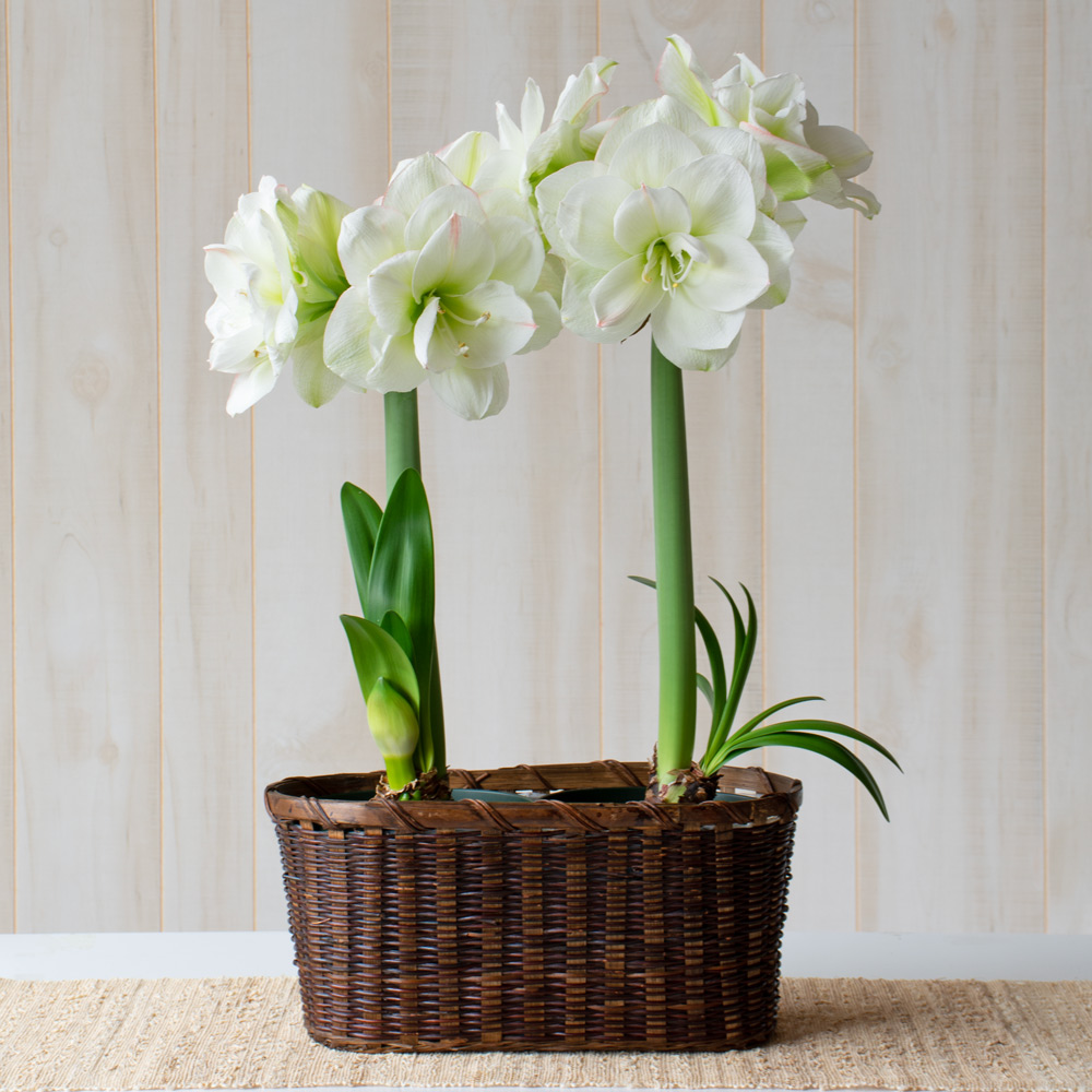 Amaryllis 'White Amadeus'