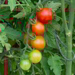  Tomato 'Sweet Baby Girl'