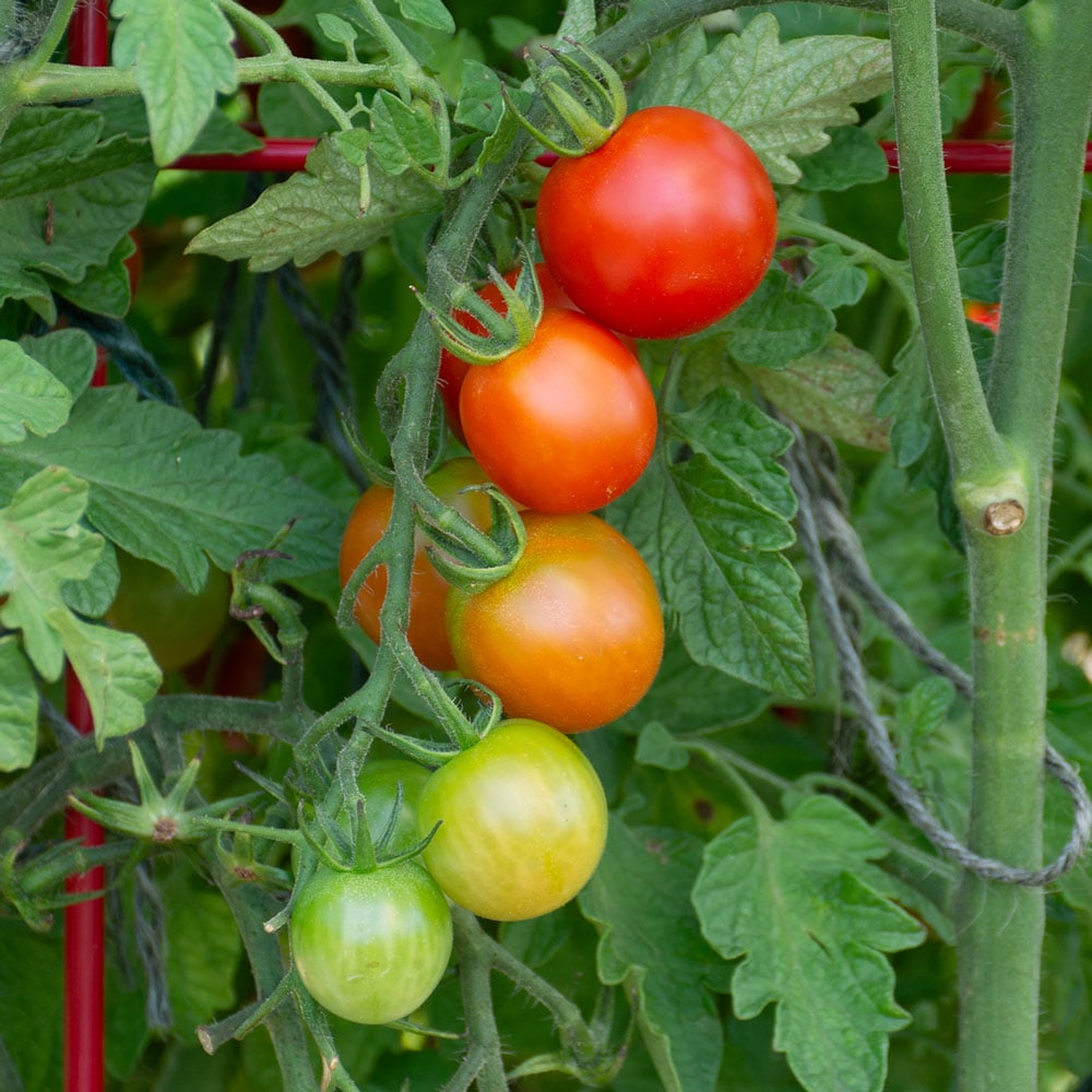 Tomato 'Sweet Baby Girl'