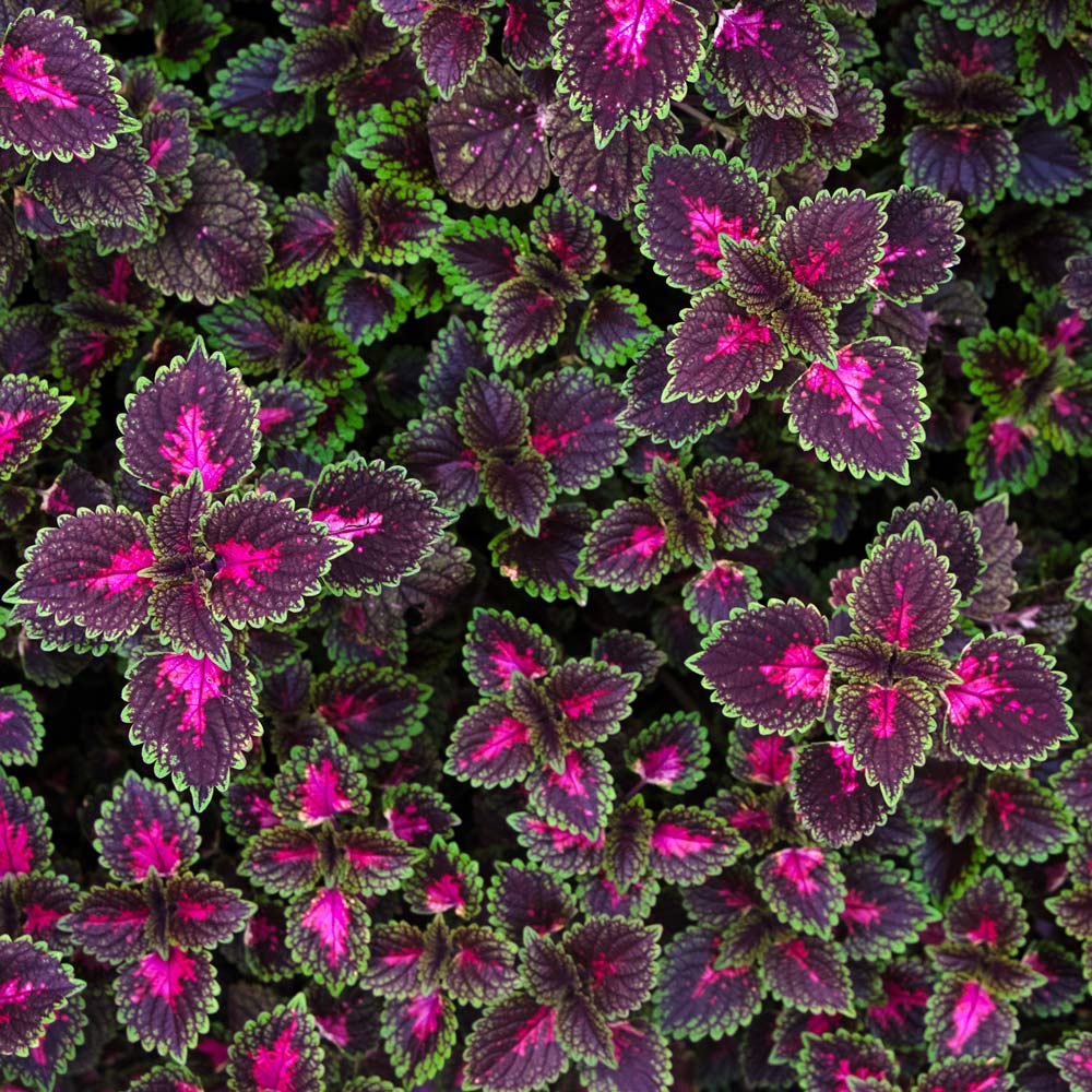 Coleus Trailblazer™ Road Trip White Flower Farm