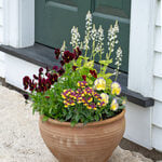  Opening Act Spring Container Garden 
