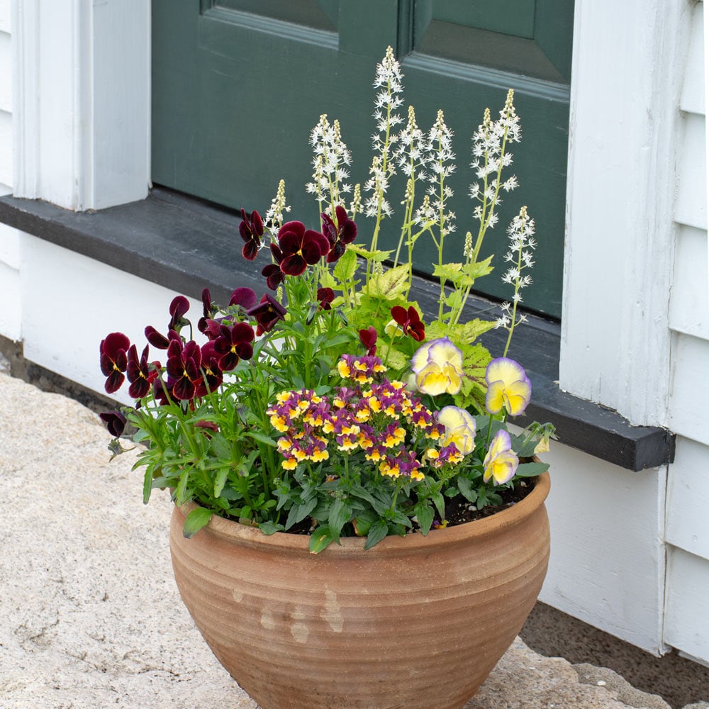 Opening Act Spring Container Garden 