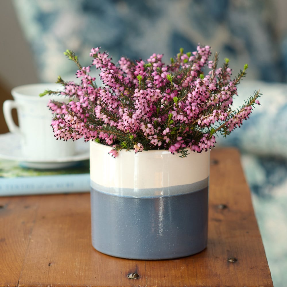 Winter Heather in blue-and-white ceramic cachepot