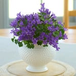  Blue Campanula in Dotted Cachepot