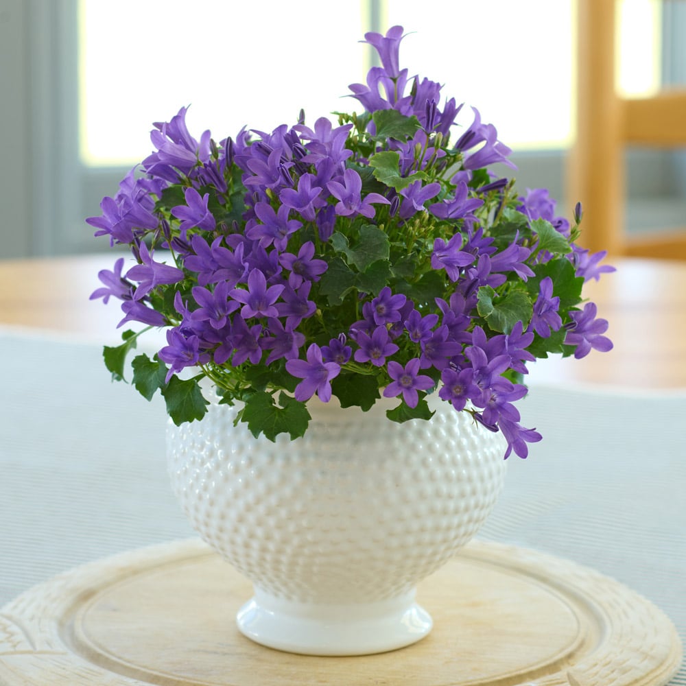 Blue Campanula in Dotted Cachepot