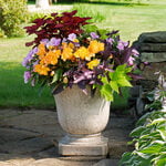  Basking in the Glow Container Garden