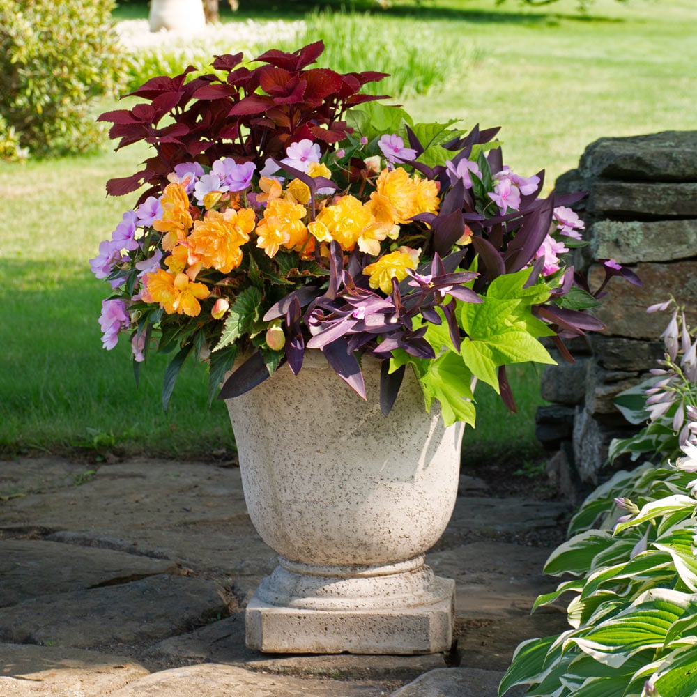 Basking in the Glow Container Garden