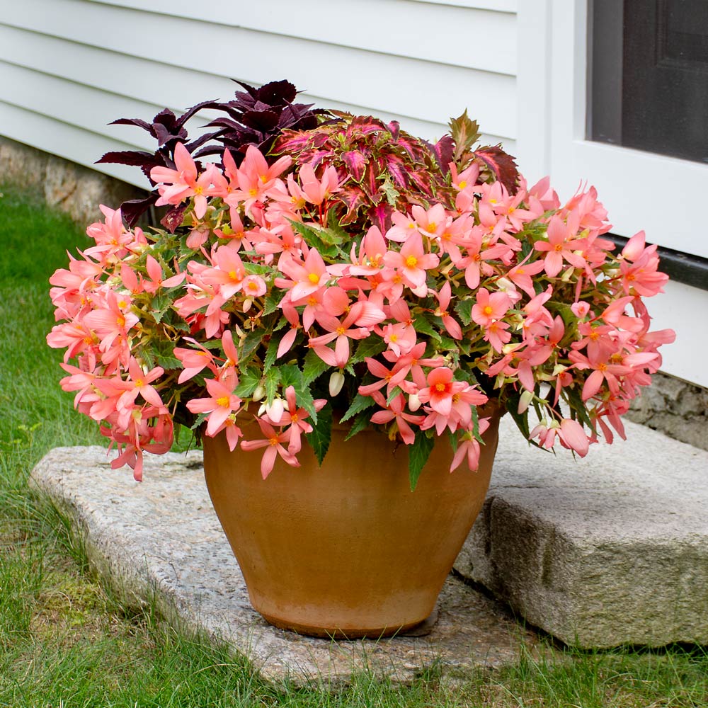 Fabulous Florencio Container Garden