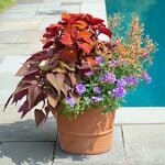 Copper Glow Container Garden