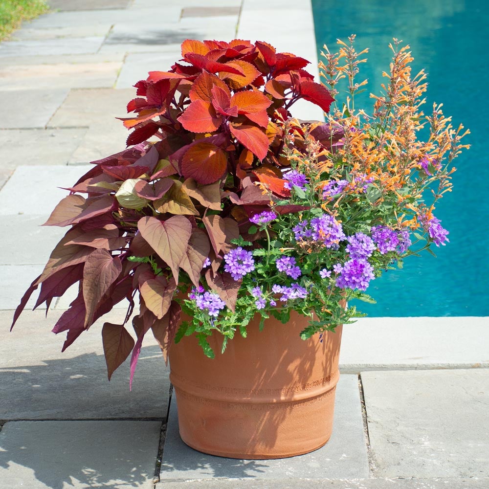Copper Glow Container Garden