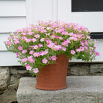 Petunia Itsy™ Pink