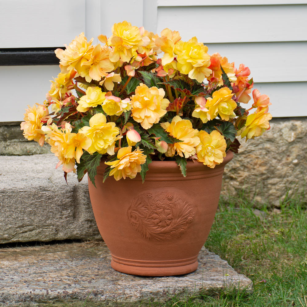 Begonia I'Conia® Portofino Citrix | White Flower Farm