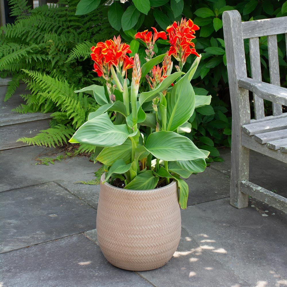 feather leaf plant Red Parrot Feather (Myriophillum Brasillensis)