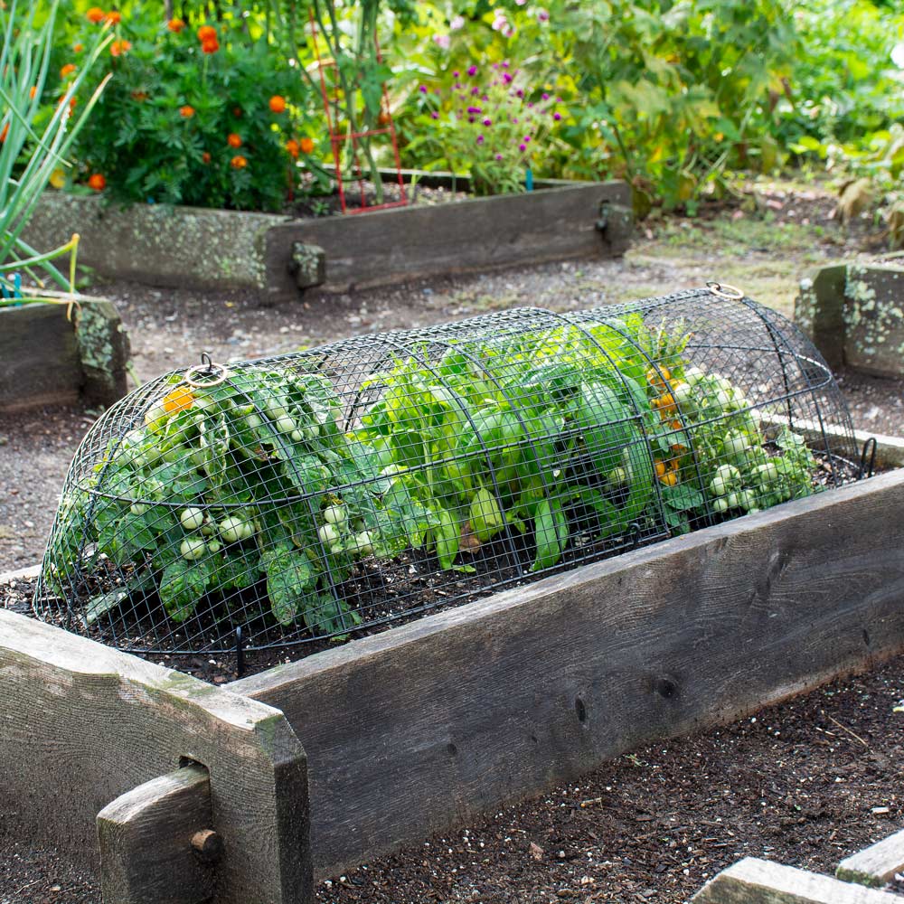 Extended Garden Cloche