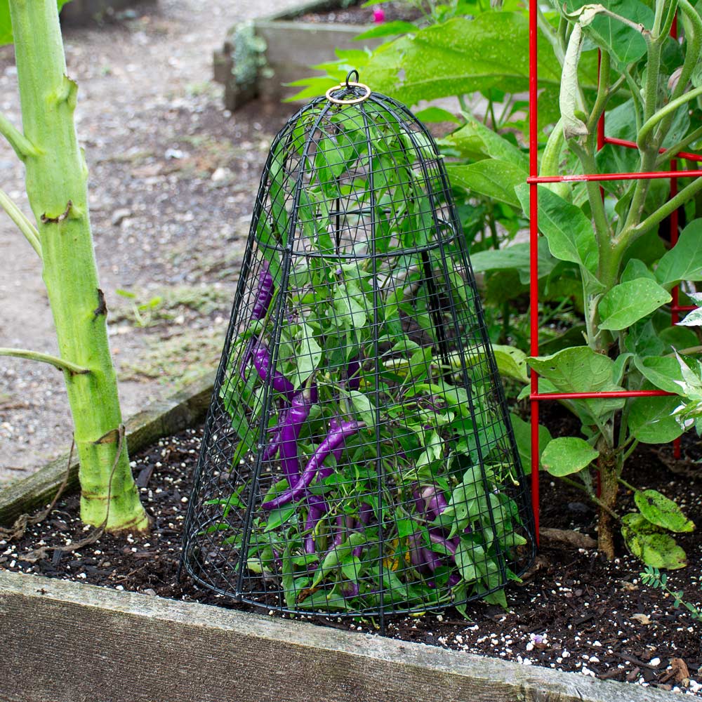 Black Metal Garden Cloche