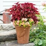  Whichford Avocet Pot