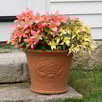  Whichford Harmony Pot