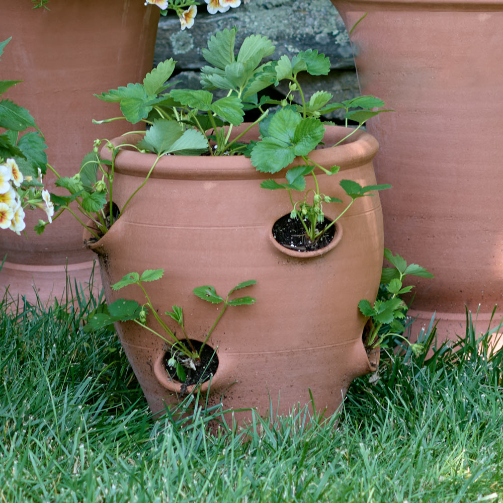 Whichford Strawberry Barrel | White Flower Farm